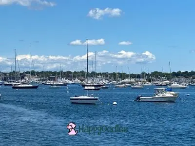 Newport, RI: A Dog Friendly Vacation Spot - sailboats in harbor - Happyoodles.com 