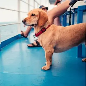 Dog on ferry 