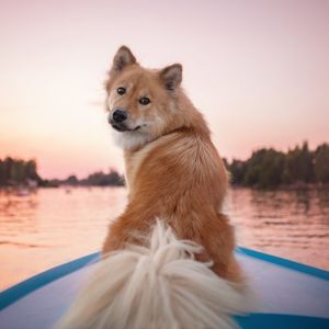 Dog on boat looking back