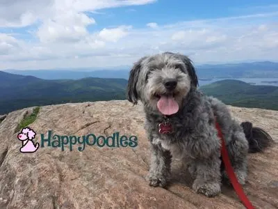 Bella looking out over Lake George - Happyoodles.com
