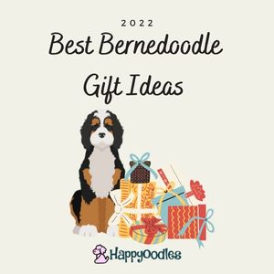 Best Bernedoodle Gift Ideas For 2022 Title picture