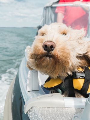 Cream colored Cockapoo on motor boats with yellow life vest