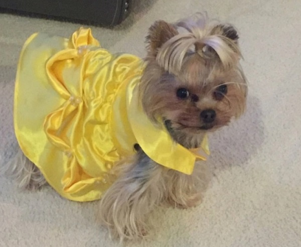 Belle costume for you little pup