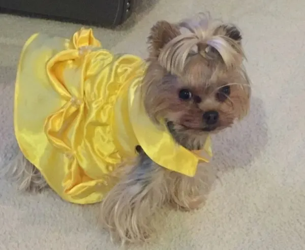 Belle costume for you little pup