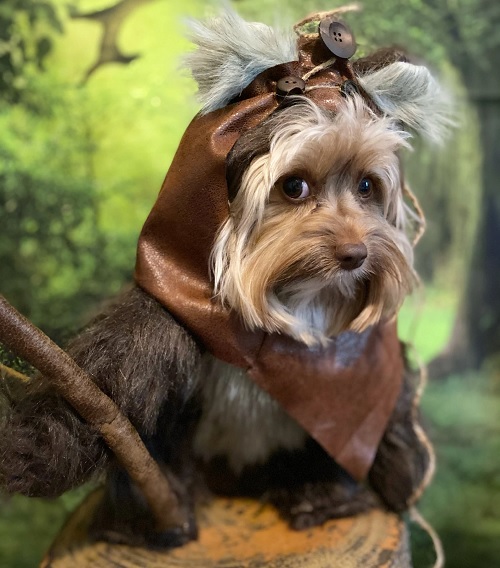 Adorable Halloween Costumes for Dogs and Cats - Woodland creature