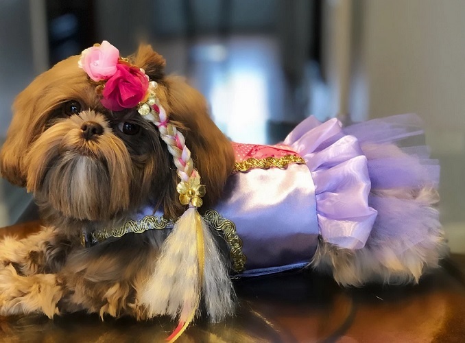 Adorable Halloween Costumes for Dogs and Cats - 2022 - Repunzel