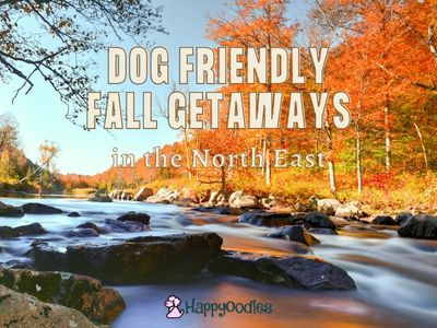 Dog Friendly Fall Getaways in the Northeast - Happyoodles.com 