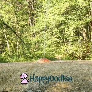 Saratoga Spa State Park - Island Spring - Happyoodles.com