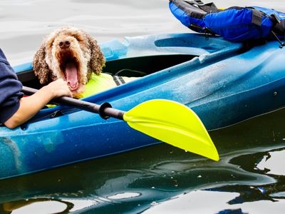 Dog in blue kayak yawning