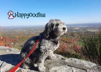 Dog Friendly Albany NY - Bella at the Overlook - Thacher State Park on stone wall with sky and fall foliage in background.