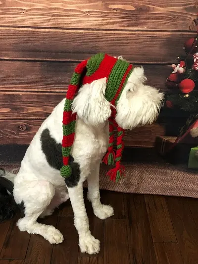 Trendy Christmas Sweaters for Dogs in 2023  Elf hat for dogs