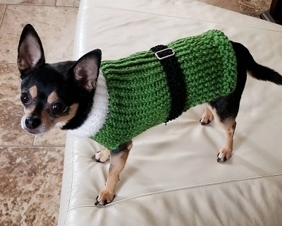 The Perfect Dog Christmas Sweater for 2022 - Elf dog sweater