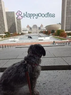 Bella - Gray small dog looking down at Empire State plaza