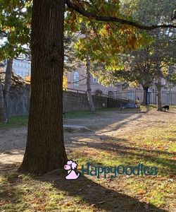 Dog Friendly Albany NY -Things to Do, Stay & Eat - Olde English Dog Park, Albany, NY - Trees, grass and fence