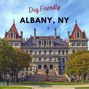 Dog Friendly Albany NY - Things to Do, Places to Stay and Eat - Happyoodles.com 
