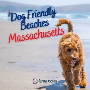 Goldendoodle walking on beach with title "Dog Friendly Beaches in Massachusetts (MA)" - from Happyoodles.com