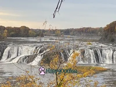 Cohoes Falls view  from Brookfields Cohoes Falls Overlook Park - wide waterfalls over rocks with fall foliage in background. 