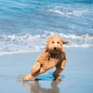 Goldendoodle Rescue : 13 Best Places To Look Goldendoodle on beach
