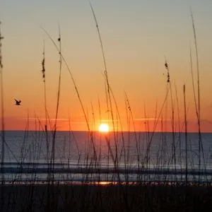 Dog Friendly Island Vacation Ideas on the East Coast  - Amelia Island, Florida - Sunset on the beach with tall grass