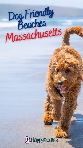Dog Friendly Beaches in Massachusetts pin - dog on beach with above words in title. 