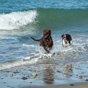 Two dogs playing in surf at beach - Dog Friendly Beaches Massachusetts