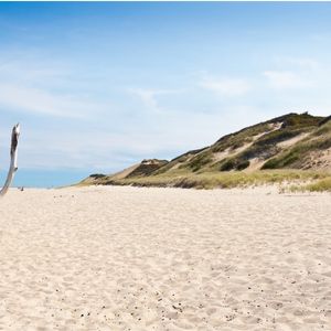 Dog-Friendly-Beaches-in-Cape-Cod-Beach-in-Truro-Ma