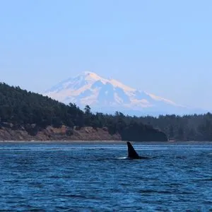 Northeast Dog Friendly Island Vacation Ideas - Orcas Island, Washington- Whale fin coming out of water with snow covered mountain in the background