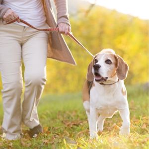 Beagle walking outside with an person