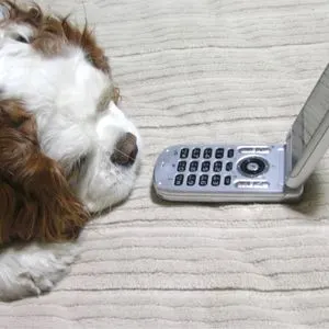 Small brown and white dog looking at phone