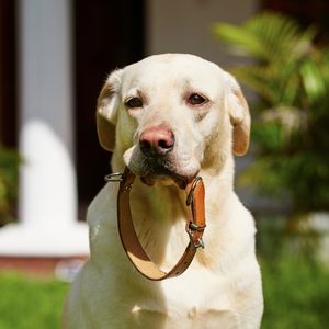 Yellow lab with dog collar in mouth