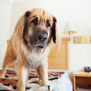 Hotel Stays with a Dog: 23 Tips, Tricks and Hacks - large dog on hotel bed
