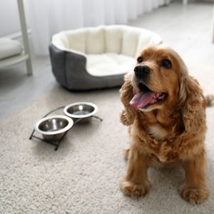 Dog in dog friendly hotel with dog bed and bowls - Happyoodles.com