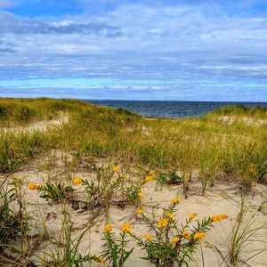 Dog Friendly Sandy Neck Beach Dunes- pic of dunes, beach grass and little yellow flowers