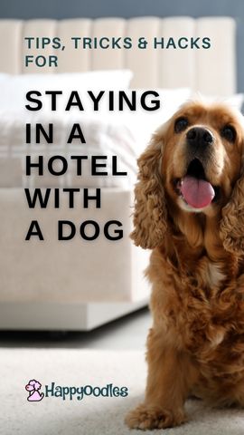 Tips, Trick and Hacks for Staying in a Hotel with a Dog - Happyoodles.com Pin - Dog in hotel room
