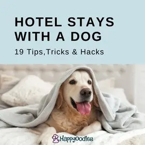 Hotel Stays with a Dog: 19 Tips, Tricks and Hacks - Title with picture of a dog n a hotel bed.