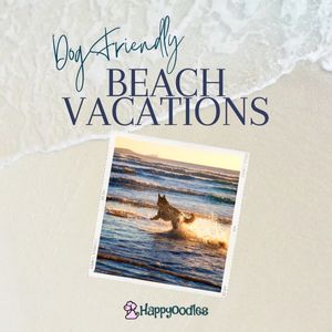 Dog Friendly Beach Vacations For Summertime Title page - Happyoodles.com