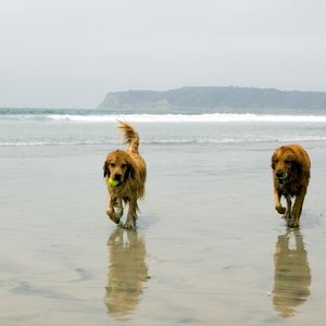 Coronado Beach & Dog Park - San Diego, California