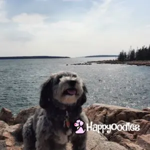 Happyoodles.com Our pup Bella along the coast line in Acadia National park 