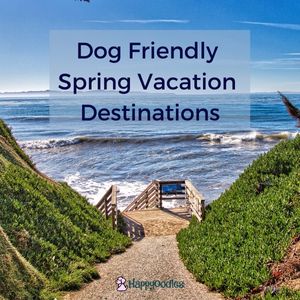 Dog Friendly Spring Vacation Destinations