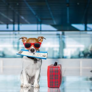 dog at airport 
