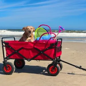 dog in cart at beach