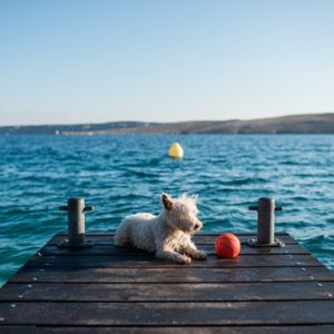 white dog on dock at lake
