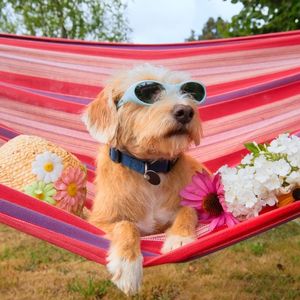 dog on hammock with flowers and sunglasses