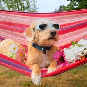dog on hammock with flowers and sunglasses