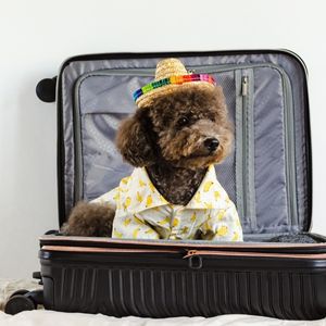 Traveling With A Dog: Tips For An Easy Trip - brown poodle in suitcase