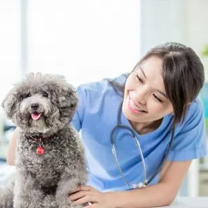 Gray dog with veterinaian