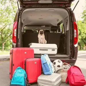 pic of dog in van with suitcases