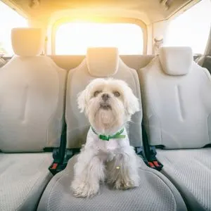 white dog in backseat of car