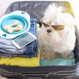 White dog in suitcase