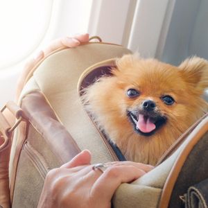 Small dog's head poking out carrier on airplane